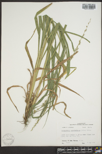 Chasmanthium sessiliflorum image