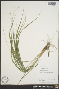 Chasmanthium sessiliflorum image