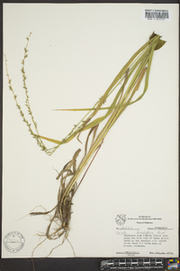 Chasmanthium sessiliflorum image