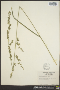 Chasmanthium sessiliflorum image