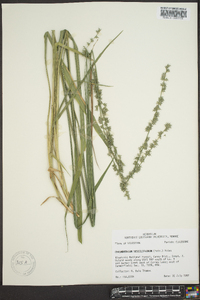 Chasmanthium sessiliflorum image