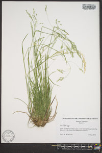 Poa alsodes image