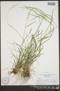 Poa alsodes image