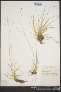 Poa alsodes image