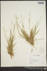 Poa alsodes image