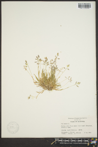 Poa alsodes image