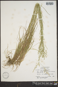 Poa autumnalis image