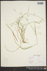 Poa autumnalis image