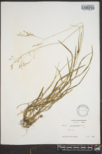 Poa autumnalis image