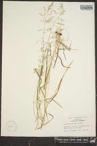 Poa autumnalis image