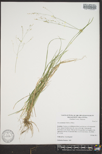 Poa autumnalis image