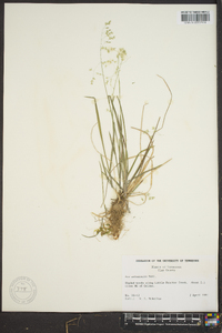 Poa autumnalis image