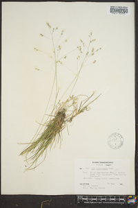 Poa autumnalis image