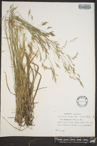 Poa autumnalis image