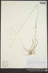 Poa autumnalis image