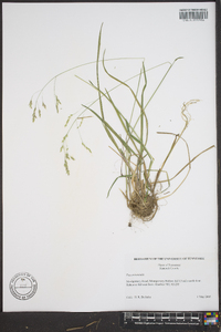 Poa autumnalis image