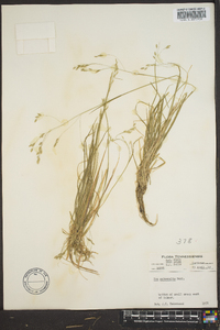 Poa autumnalis image