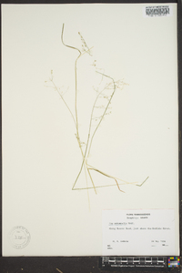 Poa autumnalis image