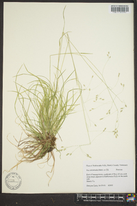 Poa autumnalis image