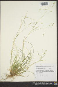 Poa autumnalis image