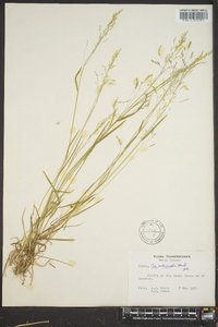 Poa autumnalis image