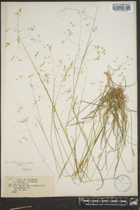 Poa autumnalis image