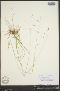 Poa autumnalis image