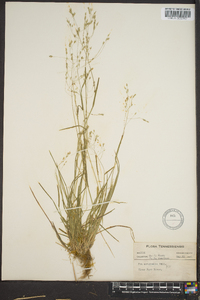 Poa autumnalis image