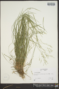 Poa autumnalis image