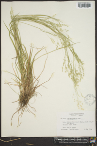 Poa autumnalis image