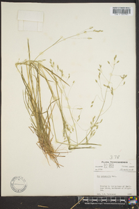 Poa autumnalis image