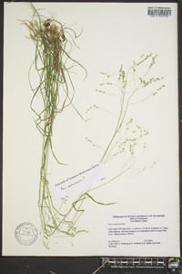 Poa autumnalis image