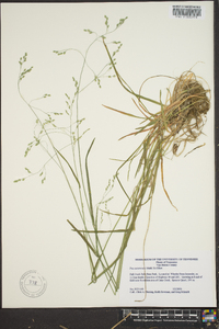 Poa autumnalis image