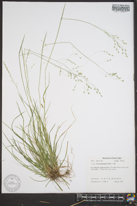 Poa autumnalis image