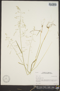 Poa autumnalis image