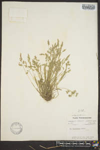 Poa bulbosa image