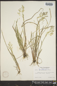 Poa cuspidata image