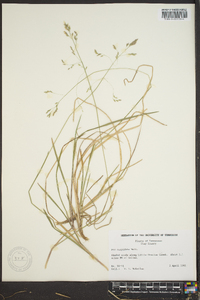 Poa cuspidata image