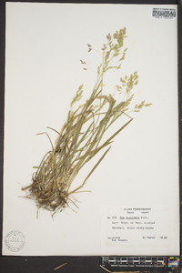 Poa cuspidata image