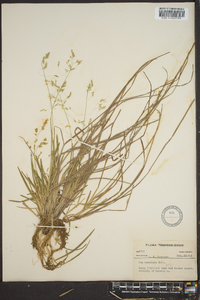 Poa cuspidata image