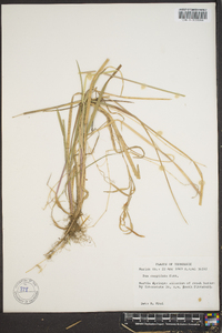 Poa cuspidata image