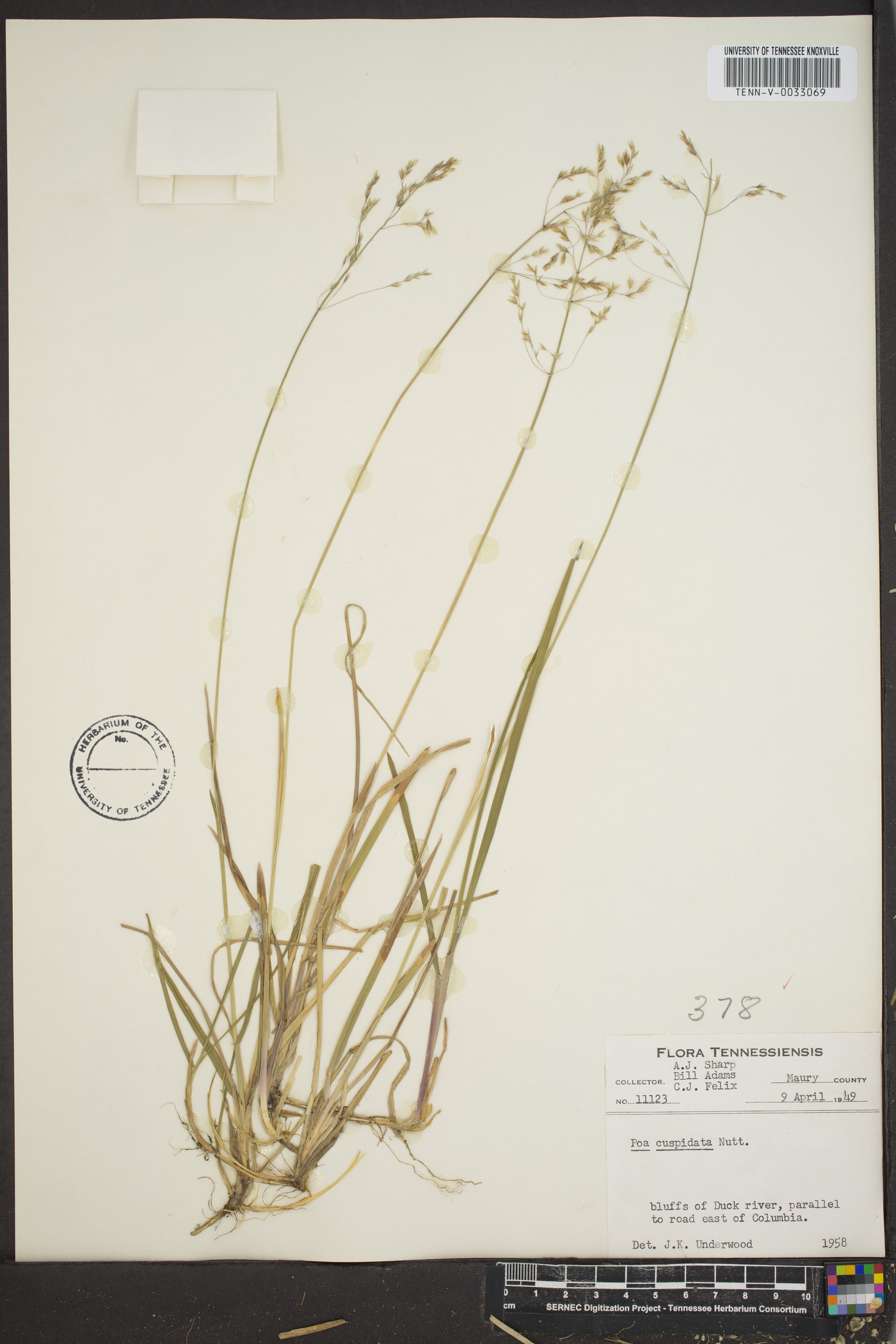 Poa cuspidata image