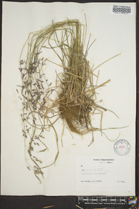 Poa cuspidata image