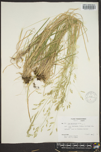 Poa cuspidata image