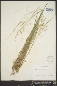 Poa cuspidata image