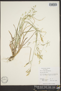 Poa cuspidata image