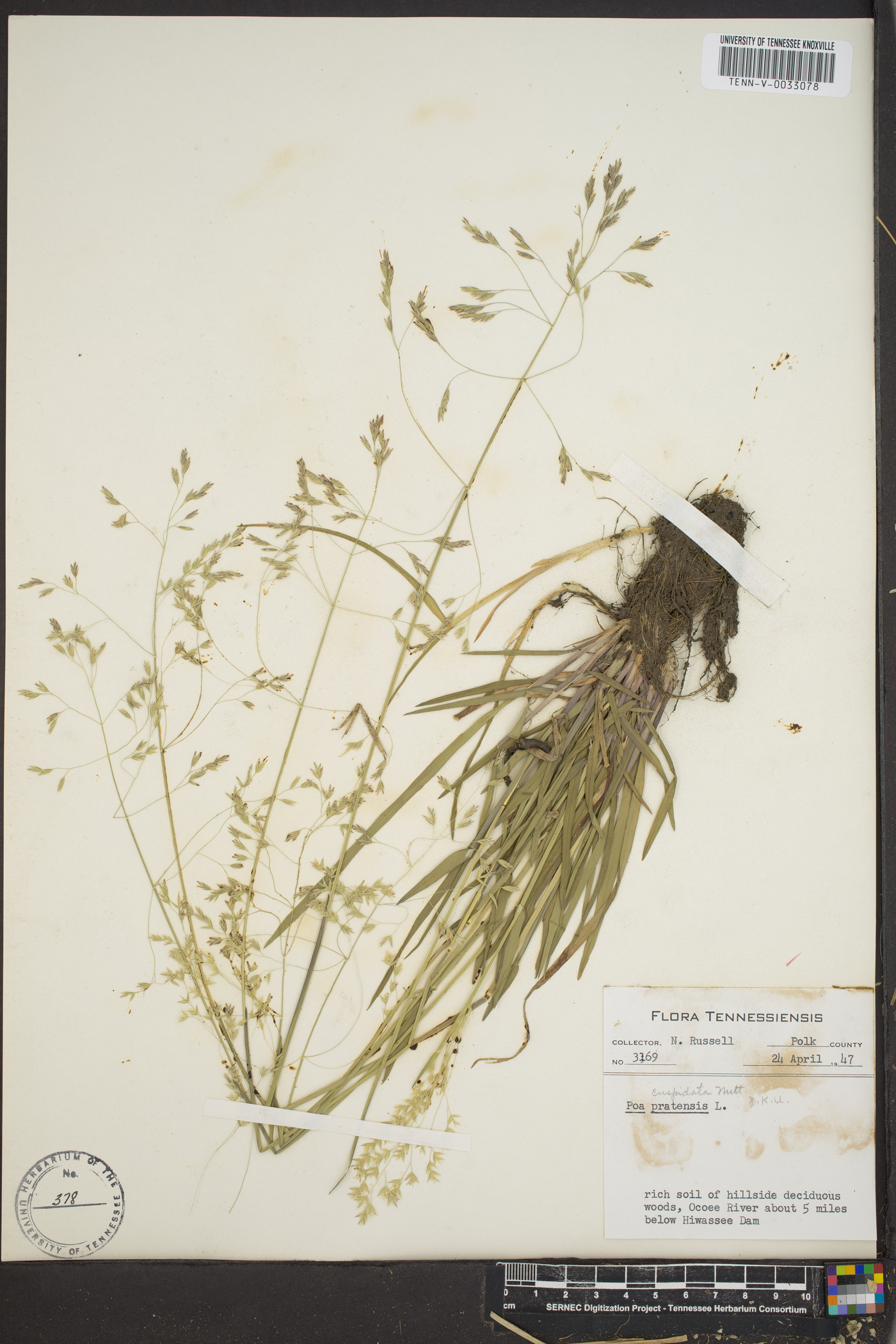 Poa cuspidata image