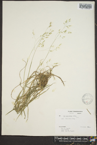 Poa cuspidata image