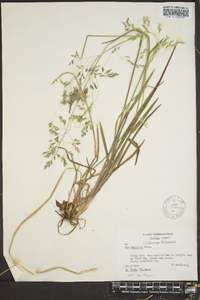 Poa cuspidata image