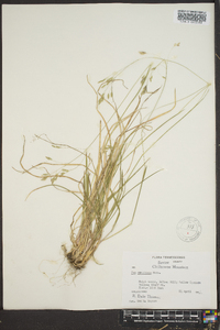 Poa cuspidata image